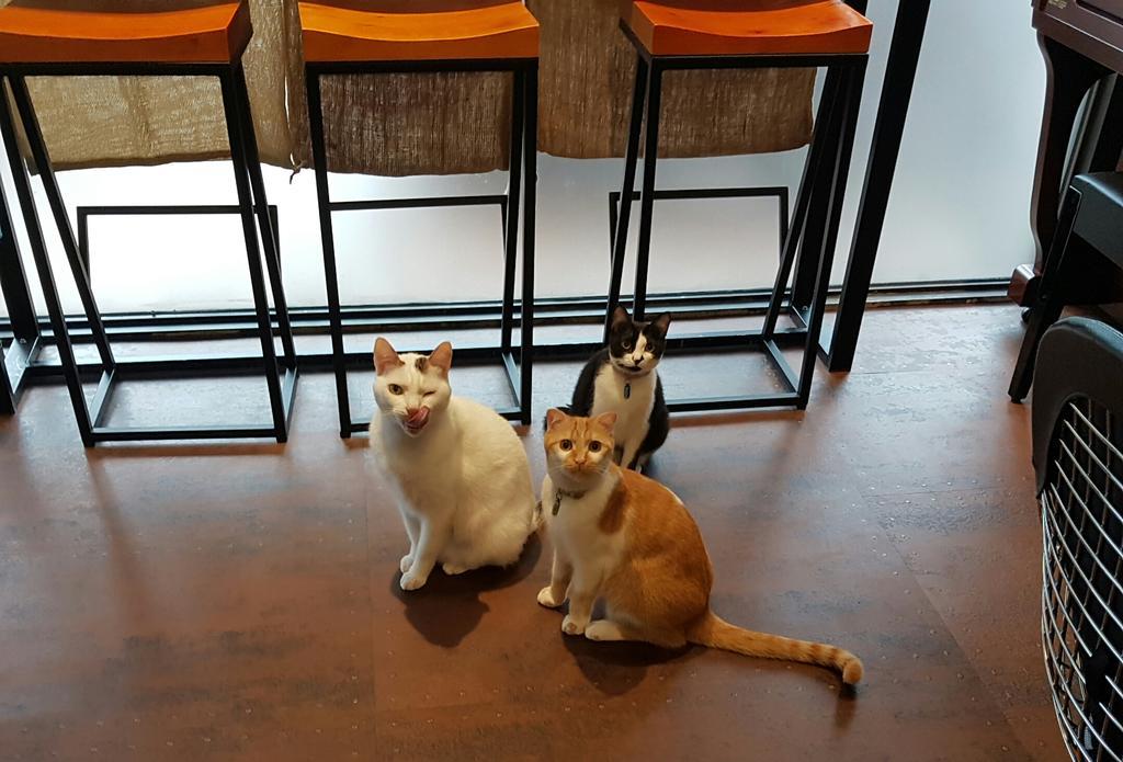 Meow G Cafe Hostel Hualien stad Exteriör bild